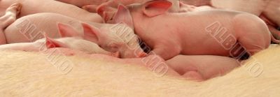 Sleeping Piglets