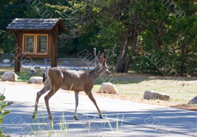 Wild Buck