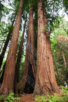Sequoias