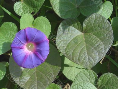 Flower on a background of leaves