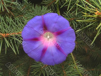 Blue flower