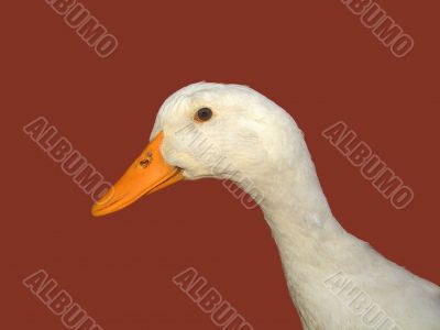 Clever duck
