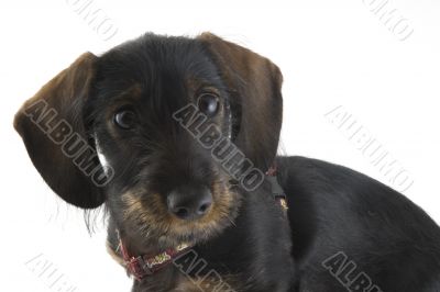 puppy dachshund