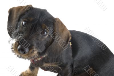 Little cute dachshund