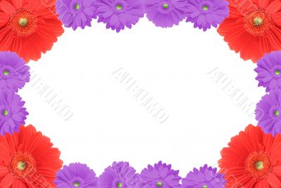 high resolution gerbera frame