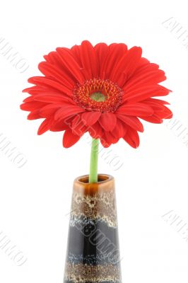 red beauty on white background