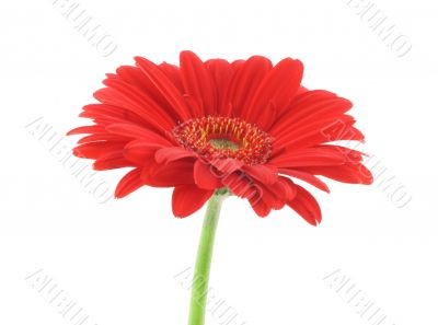 red beauty on white background