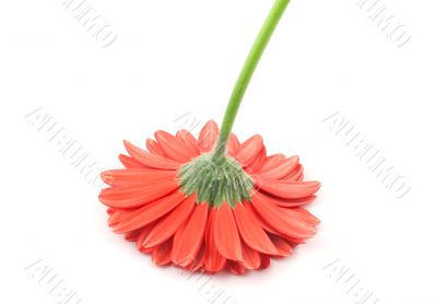 red gerbera from a different angle