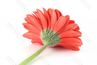 red gerbera from a different angle