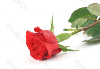 single rose on white