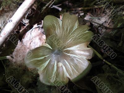Mushroom-flower