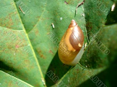Snail on sheet