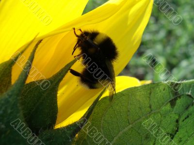 Shaggy bumblebee