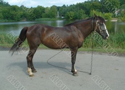 Horse on a background of a pond