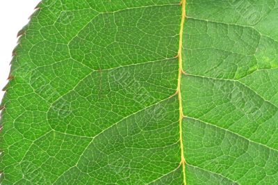 green vivid leaf details