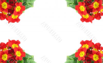 frame decorated with beautiful vivid flowers