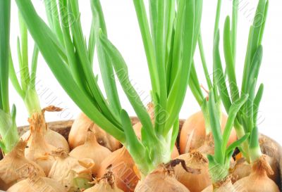 home-grown chive in a vintage pot