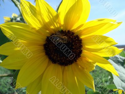 Flower of sunflower on the field