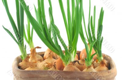 home-grown chive in a vintage pot