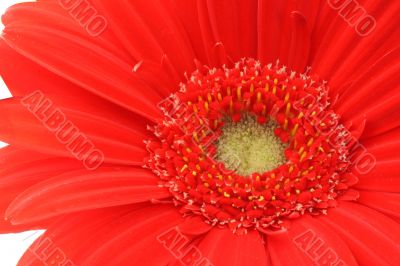 red gerbera - real macro
