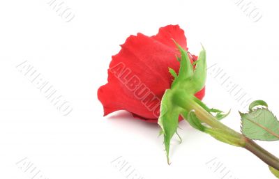 single rose from a different angle
