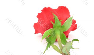 single rose from a different angle