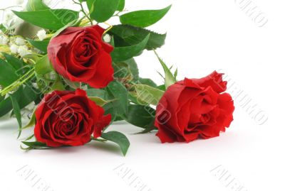 three beautiful maroon roses with decoration