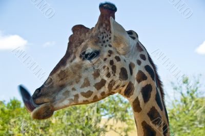 Funny Giraffe - Animal Tongue