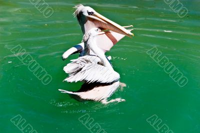 Pelican Bird Struggle