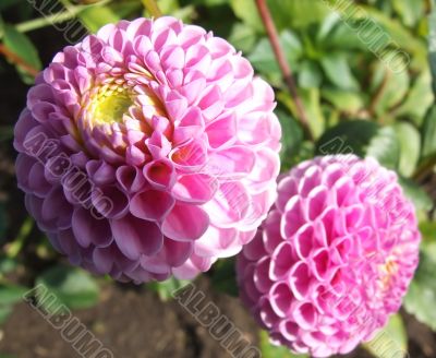 Flower is the dahlia