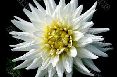 Flower is the dahlia 1