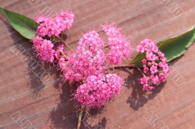 Inflorescence red flowers