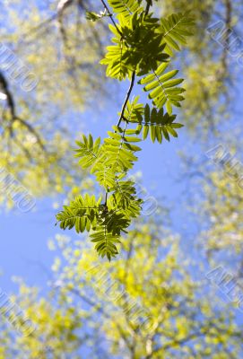 Branch of a mountain ash