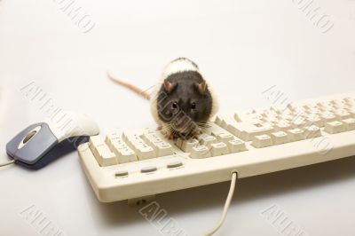 Rat, mouse, keyboard