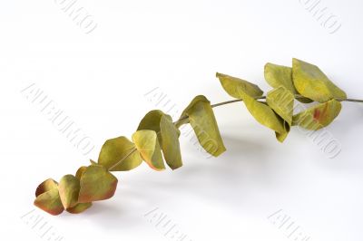 The dried branch with the tinted leaves