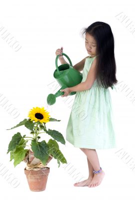 Watering the sunflower
