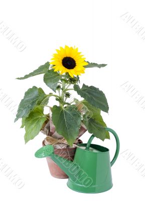 Sunflower and water can