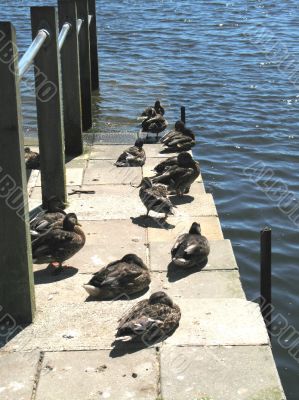 Ducks on the jetty
