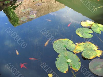 building reflected in goldfish pond