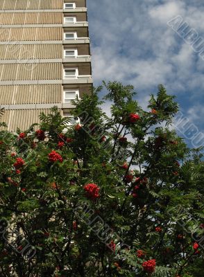 tree and tower block