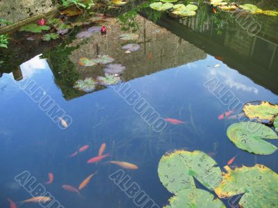 building reflected in goldfish pond