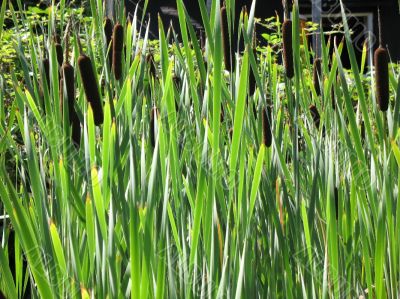 rushes growing out of lake