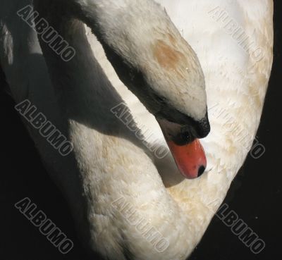 Swan preening