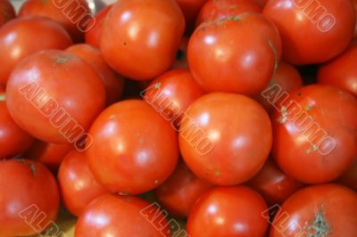 harvested tomatoes ready for canning