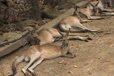 Lazy Kangaroos