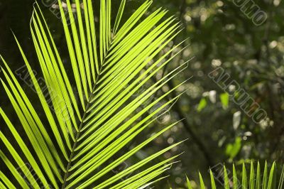 Tropical Leaf