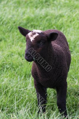 Black Lamb