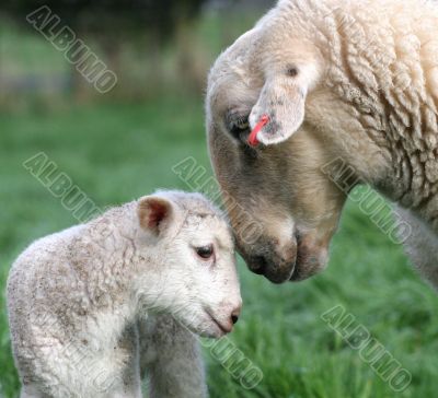 Ewe and Lamb