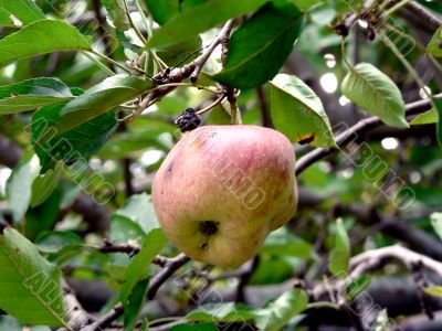 apple - in tree