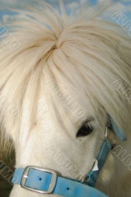 White Shetland Pony Portrait
